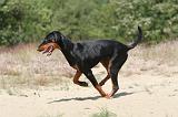 DOBERMANN 785